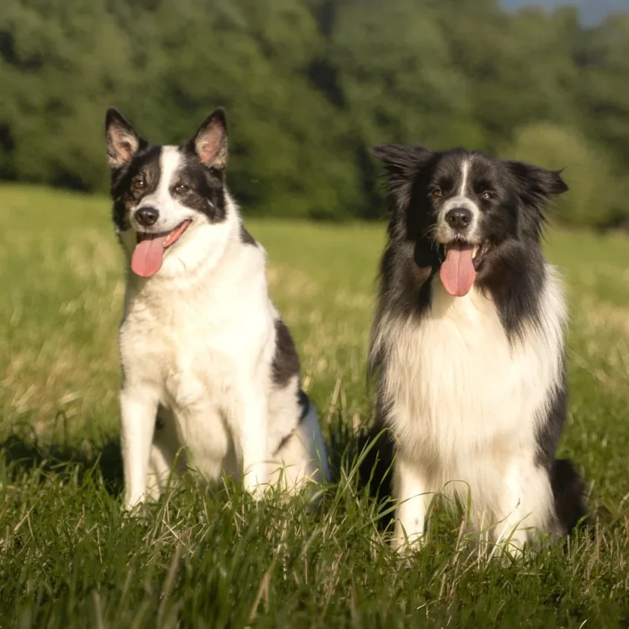 Jaro und Summer auf Wiese Zwei Hunde sitzen auf einer Wiese, beide mit herausgestreckten Zungen.
