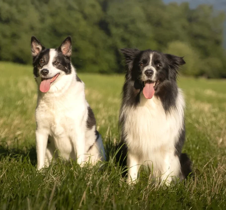 Jaro und Summer auf Wiese DreisamDogs Hunde Jaro und Summer sitzen auf einer grünen Wiese.