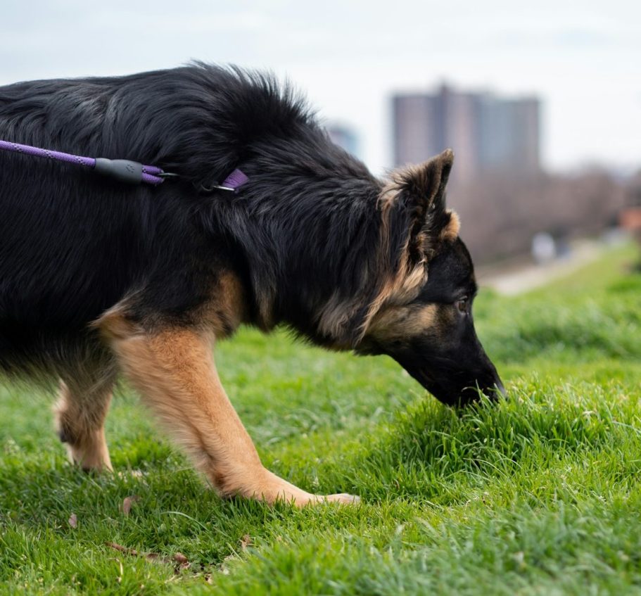 Schäferhund beim Mantrailing Dunkler Schäferhund schnüffelt im Gras. Im Hintergrund ist ein Haus.