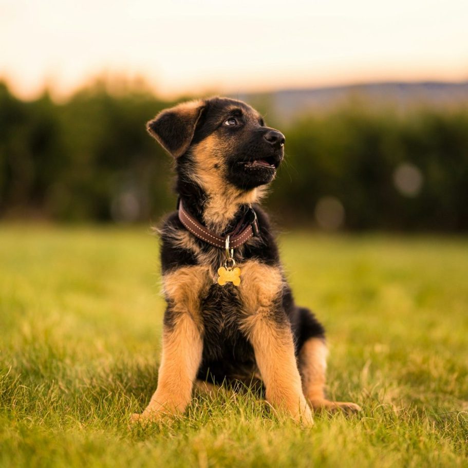 Welpe Ein schwarz-brauner Welpe sitzt auf einer grünen Wiese.